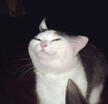 knife cat meme